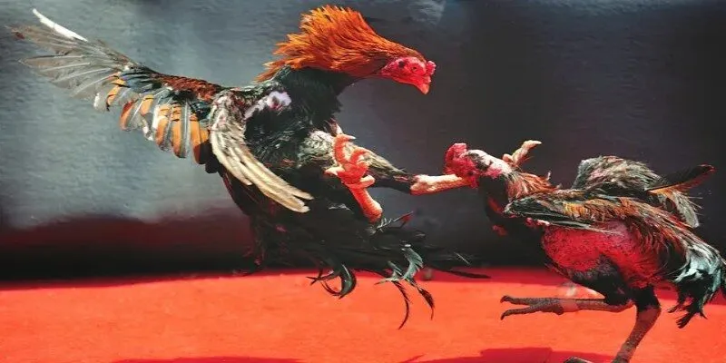 Đá gà cửa sắt