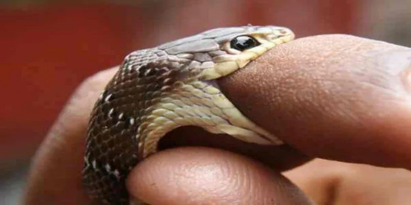 Giấc mộng khi thấy rắn người thân yêu