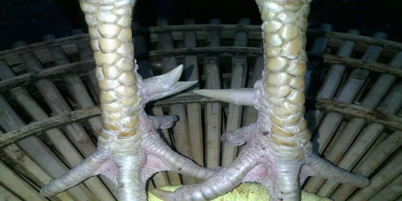 Những vảy gà quý hiếm